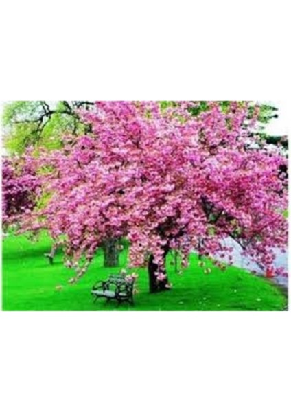 10 Adet Tohum Organik İthal Sakura Pembe Ağaç Tohumu Saksı Toprak Hediyelidir