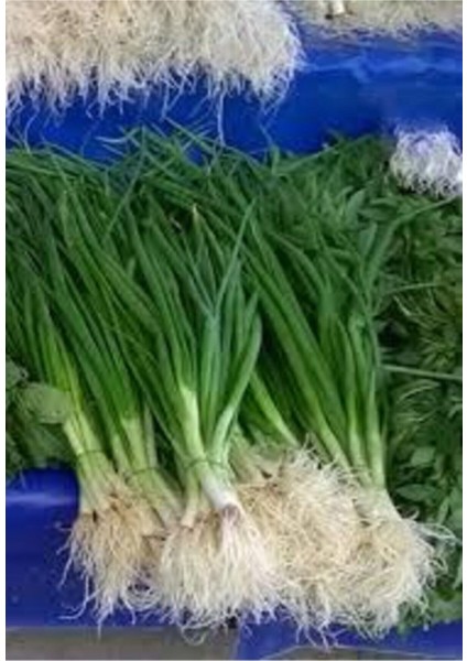 50 Adet Tohum Taze Firik Acısız Yeşil Soğan Tohumu Sürpriz Hediye Tohum Saksı Toprak Hediyemizdir