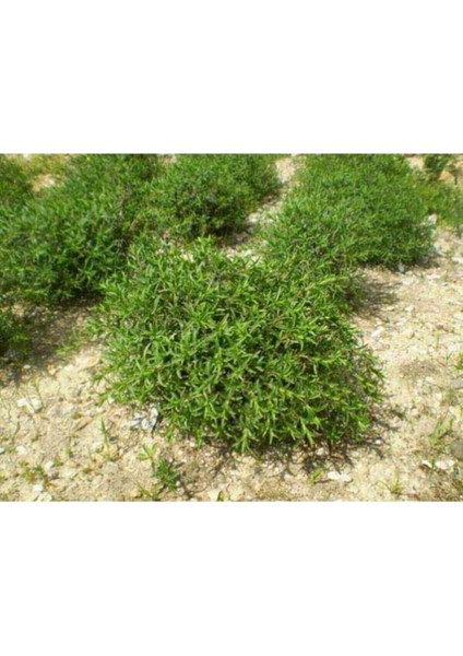 250 Adet Tohum Yerli Aromatik Doğal Köy Tohumu Dağ Kekiği Tohumu Saksı Toprak Sürpriz Hediye Tohum