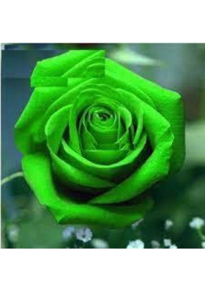 10 Adet Nadir Yeşil Gül Tohumu Organik Yeşil Bahçe Gülü Saksı Toprak Sürpriz Hediye Tohumludur