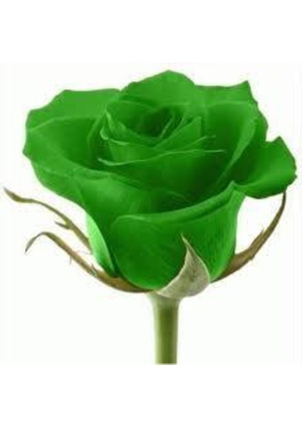 10 Adet Nadir Yeşil Gül Tohumu Organik Yeşil Bahçe Gülü Saksı Toprak Sürpriz Hediye Tohumludur fiyatları