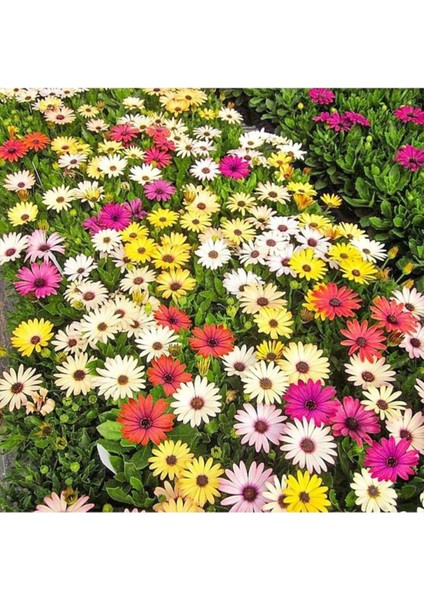 25 Adet Tohum Organik Karışık Katmerli Papatya Tohumu Saksı Toprak Hediyeli fiyatları