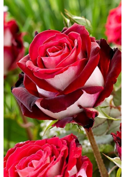 15 Adet Tohum Nadir Bulunan Kırmızı Beyaz Gül Tohumu Bahçe Gülü Saksı Toprak Sürpriz Hediye Tohumlu