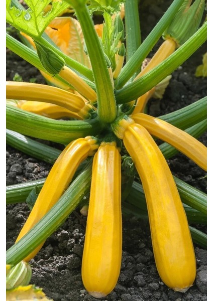 10 Adet Tohum Organik Yeni Mahsül Köy Tohumu Kaliteli Tohum Yeni Hasat Tohum Saksılık Tarla Kabak