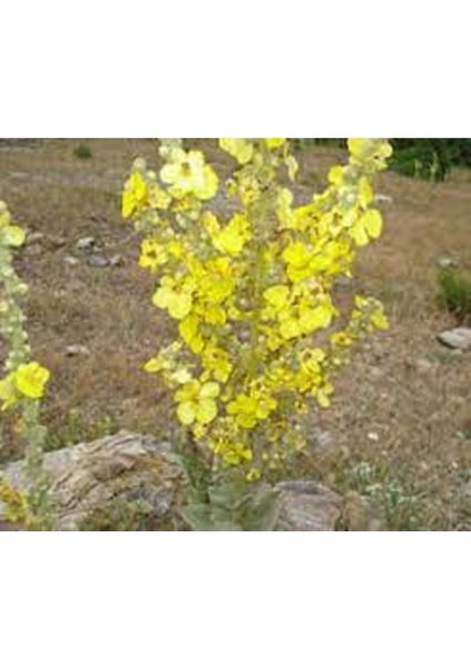 10 Adet Tohum Nadir Yalankı Otu Sığır Dili Otu Tohumu Yeni Hasat Tohum