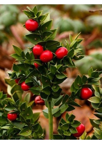 5 Adet Tohum Nadir Bulunan Tavşan Memesi Ağaç Tohumu Tavşanmemesi Ağaç Tohumu Hediye Tohumlu