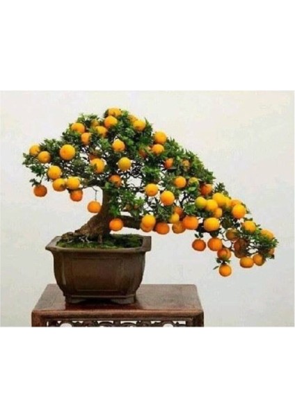 10 Adet Tohum Organik Bahçe Nadir Kayısı Şeker Pare Bonsai Ağaç Tohumu Taze Hasat Aşısız Köy Tohum