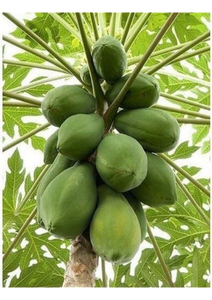 20 Adet Tohum Tropikal Papaya Ağaç Tohumu Organik Hasat Meyve Ağacı Papaya Tohumu Hediye Tohumlu fiyatları