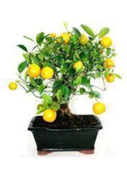 5 Adet Tohum Bodur Bonsai Limon Ağacı Tohumu Italyan Limon Seti Saksı Toprak Sürpriz Hediye Tohum