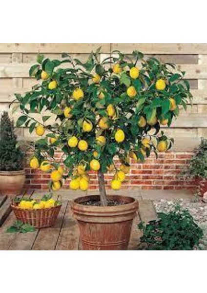 5 Adet Tohum Bodur Bonsai Limon Ağacı Tohumu Italyan Limon Seti Saksı Toprak Sürpriz Hediye Tohum modelleri