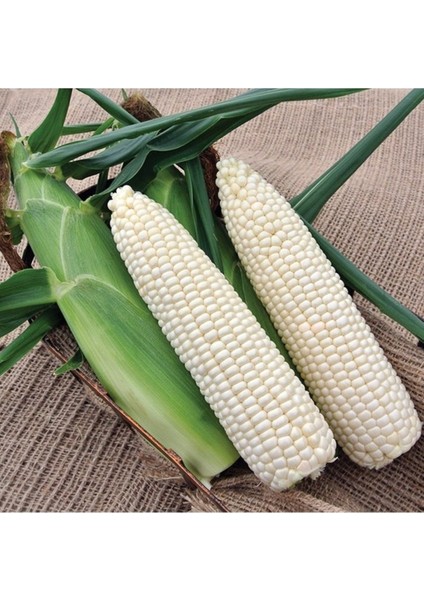 5 Adet Tohum Beyaz Hint Mısırı Beyaz Mısır Tohumu Organik Sürdürülebilir Tohum Hediye Tohumludur