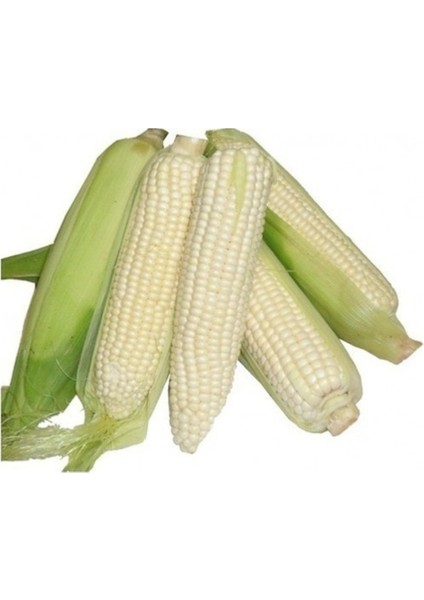 5 Adet Tohum Beyaz Hint Mısırı Beyaz Mısır Tohumu Organik Sürdürülebilir Tohum Hediye Tohumludur fiyatları