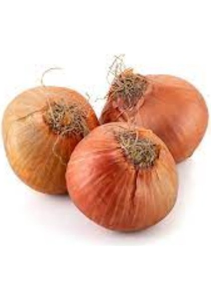 50 Adet Tohum Acısız Kışlık Kuru Soğan Tohumu Organik Hobi Bahçe