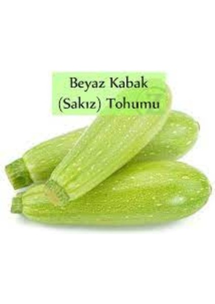 100 Adet Tohum Organik Taze Yeni Hasat Beyaz Kabak Tohumu Kalem Yeşil