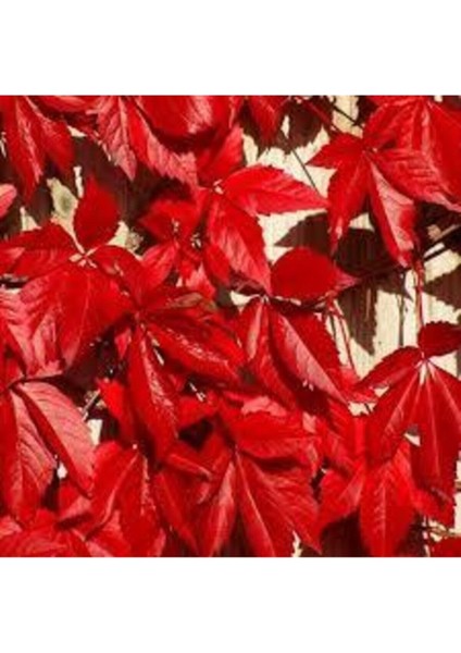 50 Adet Tohum Çok Nadir Bulunan Kırmızı Amerika Sarmaşık Tohumu Saksı Toprak