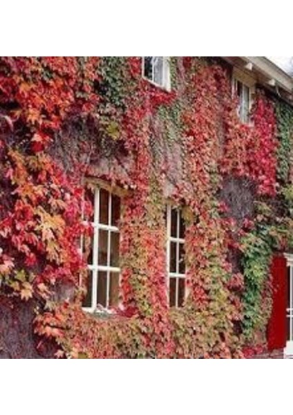 50 Adet Tohum Çok Nadir Bulunan Kırmızı Amerika Sarmaşık Tohumu Saksı Toprak modelleri