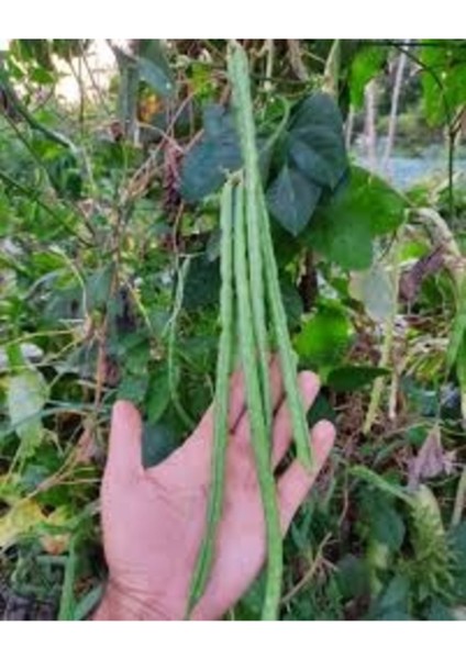 150 Adet Tohum Organik Taze Sürmeli Sırık Sürmeli Börülce Acebek Tohumu Bol Verimli Saksı Toprak