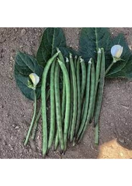 150 Adet Tohum Organik Taze Sürmeli Sırık Sürmeli Börülce Acebek Tohumu Bol Verimli Saksı Toprak fiyatları