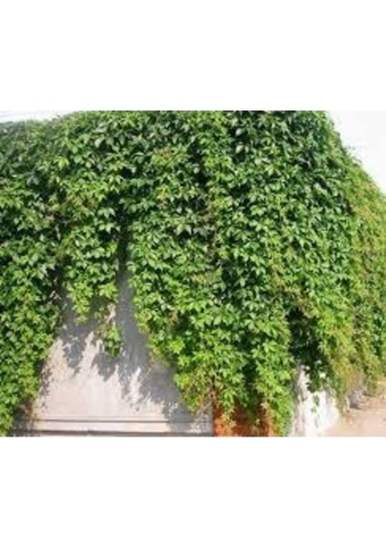 10 Adet Tohum Organik Yeşil Amerikan Duvar Kale Sarmaşık Tohumu Taze Hasat Saksı Topraklıdır