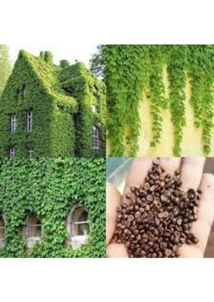 10 Adet Tohum Organik Yeşil Amerikan Duvar Kale Sarmaşık Tohumu Taze Hasat Saksı Topraklıdır fiyatları