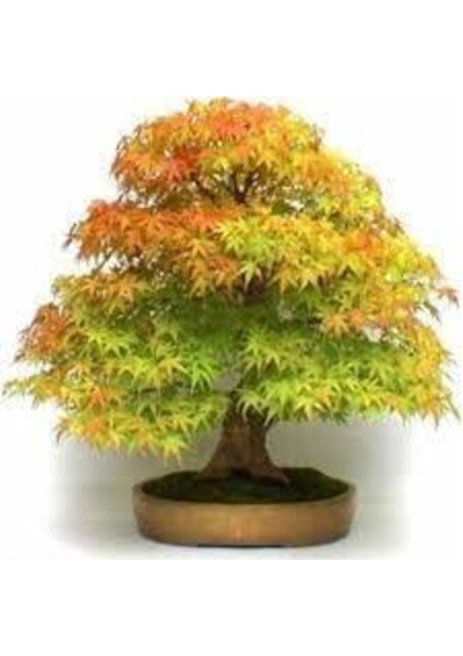 5 Adet Tohum Çınar Ağacı Tohumu Sürpriz Hediye Bonsai Ağacı Tohumu