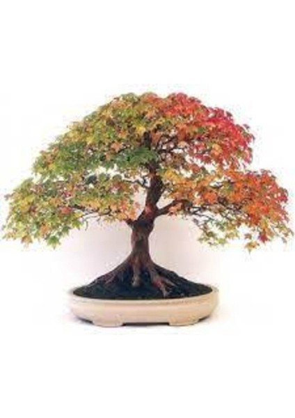 5 Adet Tohum Çınar Ağacı Tohumu Sürpriz Hediye Bonsai Ağacı Tohumu fiyatları