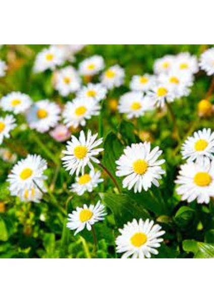 50 Adet Tohum Nadir Beyaz Kır Papatya Tohumu Mezarlık Papatyası Tohumu