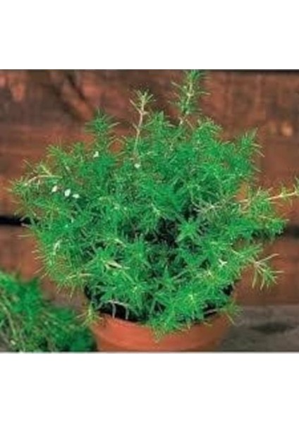 150 Adet Tohum Organik Yayılıcı Kır Doğal Yayla Kekiği Tohumu Hobi Bahçe Balkon Saksılık Kekik Tohum