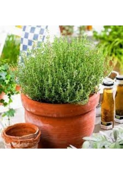 150 Adet Tohum Organik Yayılıcı Kır Doğal Yayla Kekiği Tohumu Hobi Bahçe Balkon Saksılık Kekik Tohum fiyatları