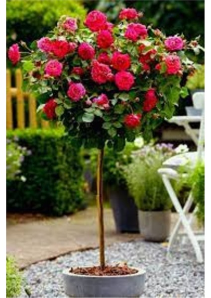 20 Adet Tohum Nadir Kırmızı Baston Gül Tohumu Organik Hobi Bahçe Gül Saksı Toprak Hediye