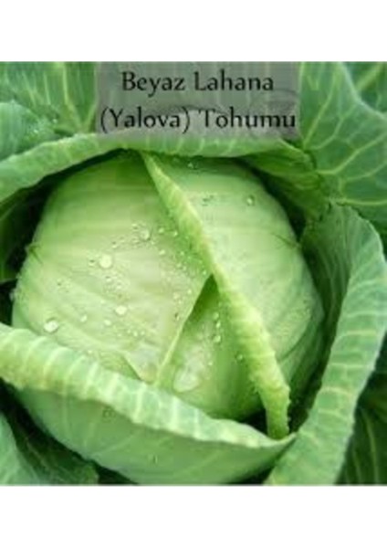 50 Adet Tohum Organik Hobi Bahçe Yalova Lahana Tohumu Organik Taze