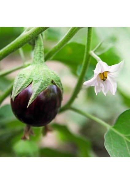 150 Adet Tohum Nadir Dolmalık Mor Antep Patlıcan Tohumu Taze Organik Tohum Hediye Tohumlu fiyatları