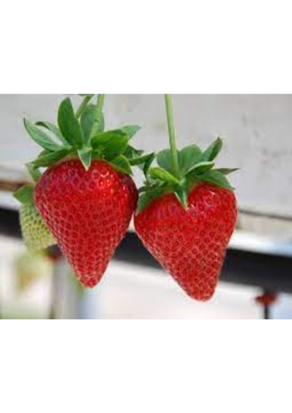 200 Adet Tohum Organik Bahçe Amerikan Çileği Tohumu Çok Yıllık Hediye Tohum