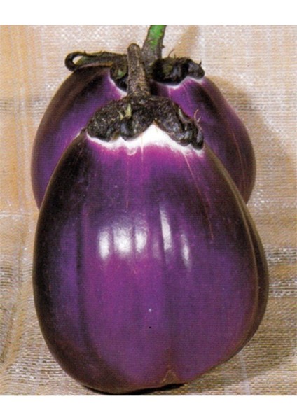 15 Adet Tohum Nadir Floransa Tombul Patlıcan Tohumu İri Organik Patlıcan Tohum Hediye Tohumlu fiyatları