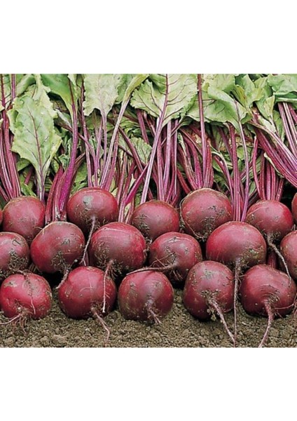 100 Adet Tohum Organik Kırmızı Geleneksel Pancar Turp Tohumu Sürpriz Hediye Tohumludur