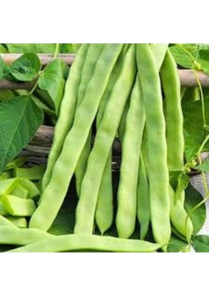 250 Adet Tohum Organik Yerli Mevlana Kılçıksız Taze Fasulye Fasülye Tohumu Sürpriz Hediye Tohum
