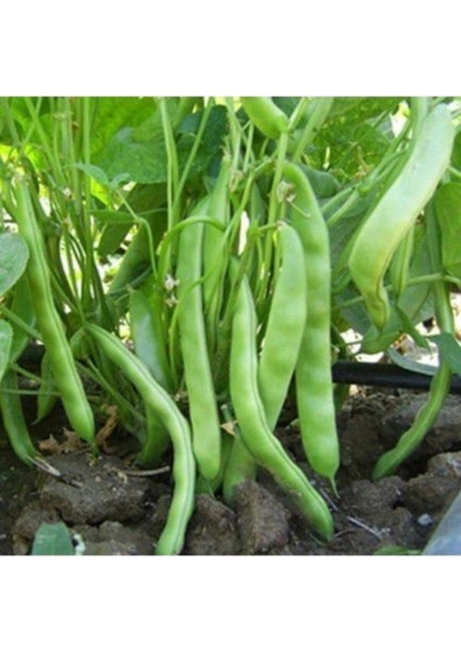 250 Adet Tohum Organik Yerli Mevlana Kılçıksız Taze Fasulye Fasülye Tohumu Sürpriz Hediye Tohum fiyatları