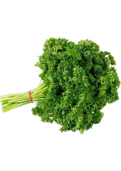 100 Adet Tohum Nadir Kıvırcık Yeşil Maydonoz Maydanoz Tohumu Organik Tarım Balkon Maydanozu Tohumu