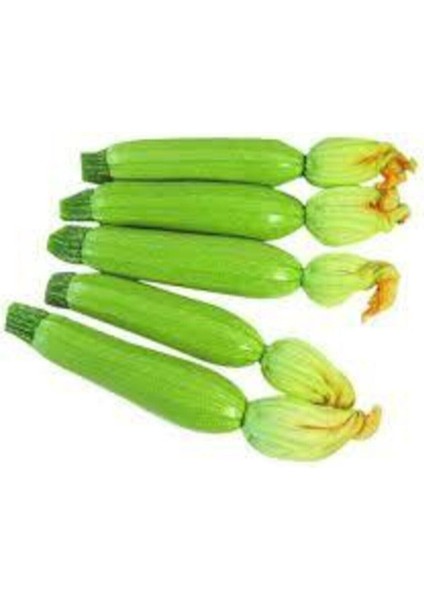 10 Adet Tohum Sakız Kabak Tohumu Dolmalık Beyaz Kabak Köy Kabağı Sürpriz Hediye