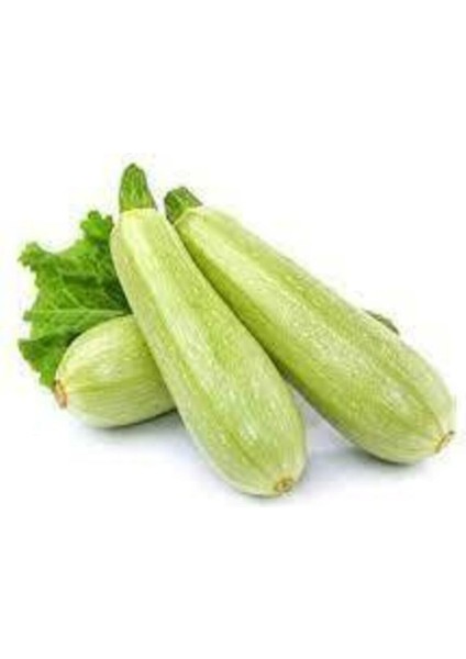 10 Adet Tohum Sakız Kabak Tohumu Dolmalık Beyaz Kabak Köy Kabağı Sürpriz Hediye modelleri