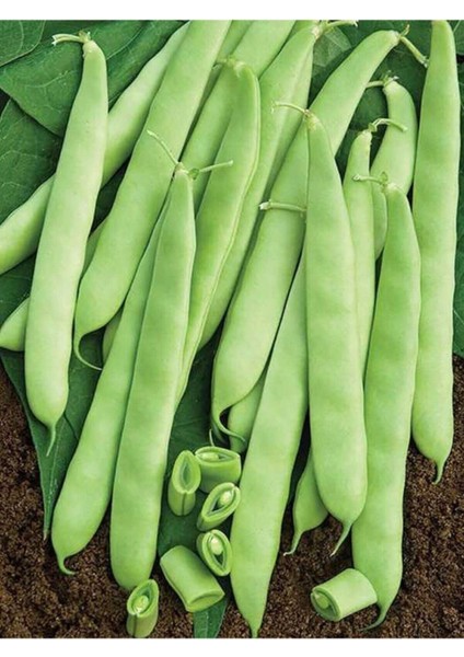 100 Adet Tohum Köy Eymen Oturak Erkenci Fasulye Tohumu Saksı Toprak Hediyemizdir