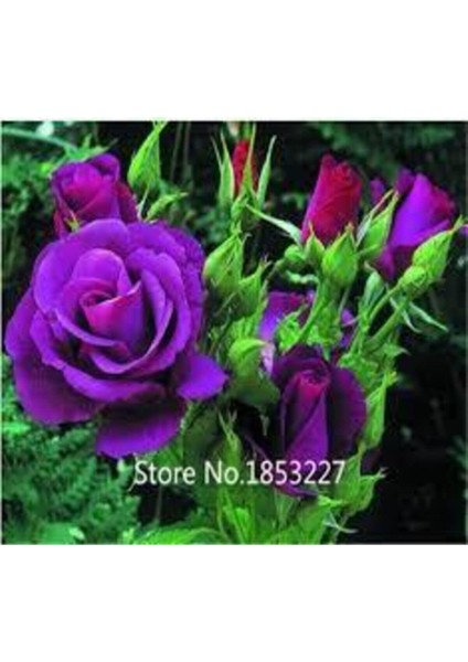 10 Adet Tohum Nadir Mor Gül Tohumu Organik Bahçe Gülü Mor Gül Tohumu Saksı Toprak Hediyemiz