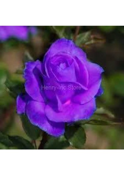 10 Adet Tohum Nadir Mor Gül Tohumu Organik Bahçe Gülü Mor Gül Tohumu Saksı Toprak Hediyemiz fiyatları