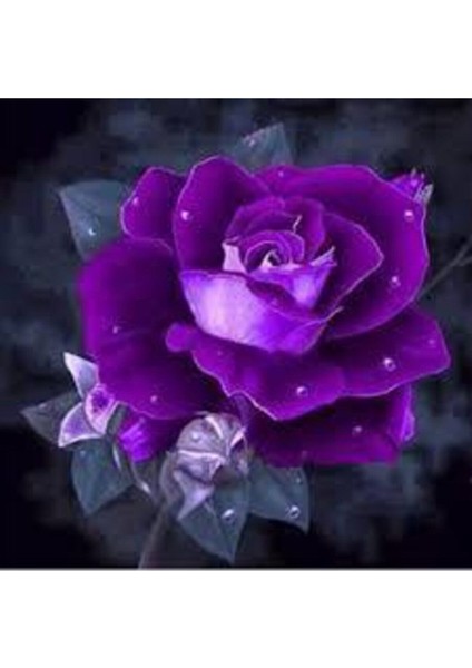 10 Adet Tohum Nadir Mor Gül Tohumu Organik Bahçe Gülü Mor Gül Tohumu Saksı Toprak Hediyemiz modelleri