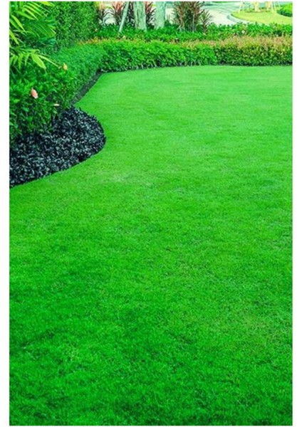 2 kg 6lı Karışım Özel Çim Tohumu Güneş ve Gölgede Yetişebilen Villa Bahçe Tohumlar Çim Tohumu