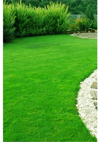 2 kg 6lı Karışım Özel Çim Tohumu Güneş ve Gölgede Yetişebilen Villa Bahçe Tohumlar Çim Tohumu fiyatları