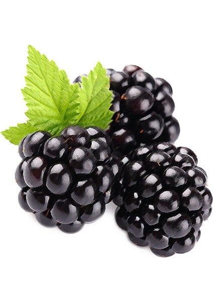 Böğürtlen Tohumu Ahududu Tohumu 5 Adet Tohumu