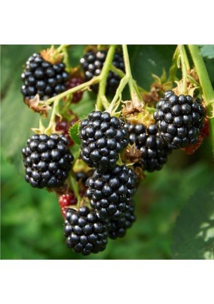 Böğürtlen Tohumu Ahududu Tohumu 5 Adet Tohumu modelleri