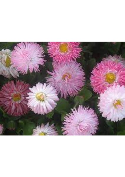 50 Adet Tohum Organik İri Dev Balkon Çiçeği Yıldız Dehliya Kır Çiçeği Tohum