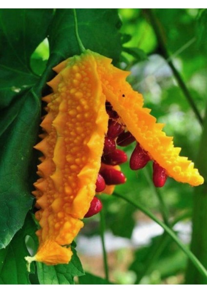 50 Adet Tohum Tohum Nadir Kudret Narı Tohumu Cennet Meyvesi Organik Tohumu Sürpriz Hediyeli